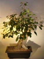 Flowering Crabapple Bonsai Tree.jpg